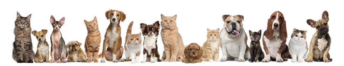 Group of various species of dogs and cats
